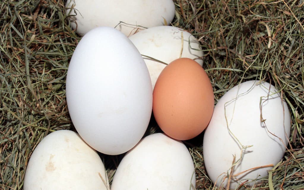 Brown egg among larger white eggs in a nest—choosing the right employee advocacy platform from many options